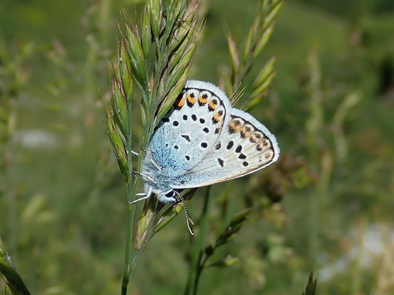 Plebejus da identificare